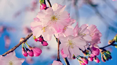 Картинки весна на рабочий стол (100 фото) • Прикольные картинки и позитив