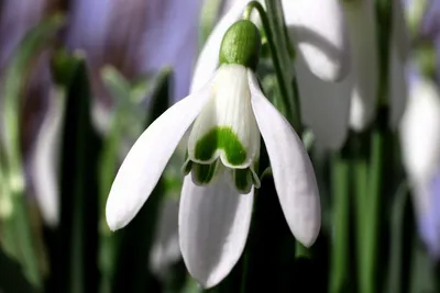подснежники первая весна белые цветы в лесу Стоковое Фото - изображение  насчитывающей лужок, промокашки: 215719960