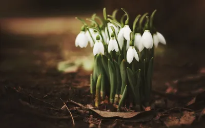 Бесплатное изображение: Подснежник, цветок, Весна, растений, Лепесток, Сад