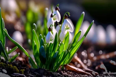 картинки : подснежник, цветы, весна, белый, природа, Закрыть, растение,  Раннее начало, Признаки весны 5277x3477 - - 1368975 - красивые картинки -  PxHere
