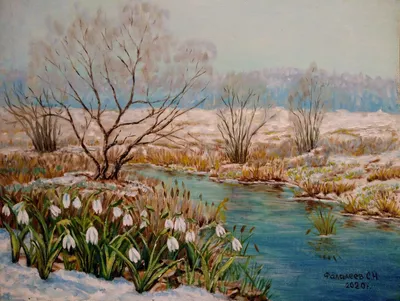 Первые весенние подснежники в снежном мягком фокусе на цветах размытый фон  И картинка для бесплатной загрузки - Pngtree