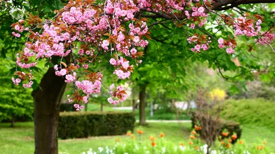 Обои цветок, весна, природа, растение, птица HD ready бесплатно, заставка  1366x768 - скачать картинки и фото
