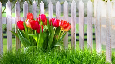 Картинки природа, весна, трава, цветы, тюльпаны, забор - обои 1366x768,  картинка №220756
