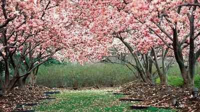Картинки природа, весна, парк, дерево, ветки, цветение, сакура, кусты - обои  1366x768, картинка №272971