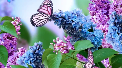 Картинки цветы, сирень, бабочка, фотошоп, соцветие, весна, природа - обои  1920x1080, картинка №467607