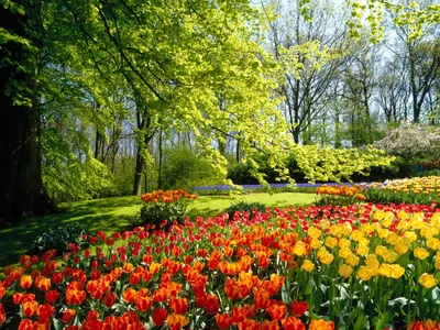 Коллаж на тему весна. Природа России,Сибирь,Новосибирская область  Stock-Foto | Adobe Stock