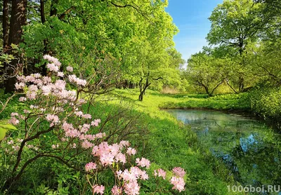 Картинки весна на заставку телефона (47 фото) • Прикольные картинки и  позитив | Пейзажи, Картины с изображением природы, Фотография природы