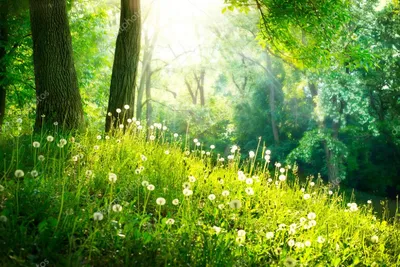 Скачать - Весенняя природа. красивый пейзаж. зеленая трава и деревья —  стоковое изображение | Landscape prints, Spring forest, Landscape canvas