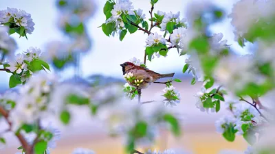 Wallpaper | Spring | photo | picture | nature, spring, the sky, beautiful,  flowers