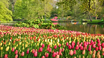 Picture Netherlands Keukenhof tulip Spring Nature Pond Parks Trees