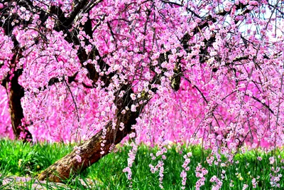 Обои Весна пришла Цветы Цветущие деревья / кустарники, обои для рабочего  стола, фотографии весна, пришла, цветы, цветущие, деревья, кустарники Обои  для рабочего стола, скачать обои картинки заставки на рабочий стол.