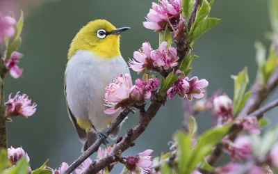 Птицы весной (59 фото) - 59 фото