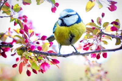 На изображении может находиться: птица и на улице | Птичка, Весна, Птицы