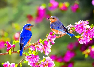 Весна,птицы,цветы,бабочки,деревья,…» — создано в Шедевруме