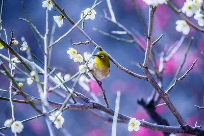Весенние птицы - картинки и фото poknok.art