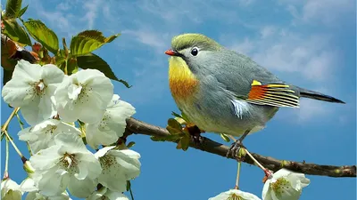 Весна перелетные птицы рисунок - 72 фото