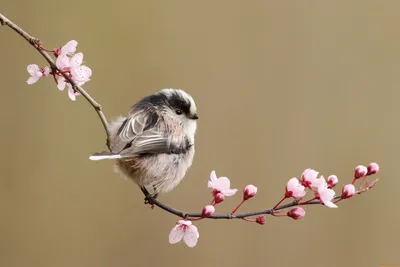 Весна птички (65 фото) - 65 фото