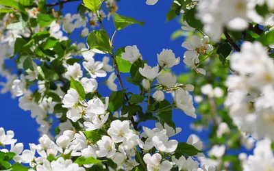 Скачать обои цветы, дерево, цветение, ветки, весна разрешение 1920x1080  #149362