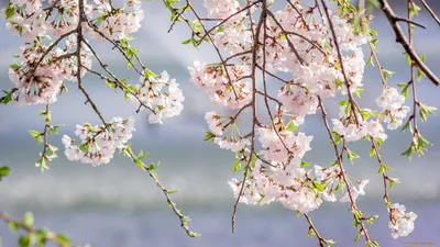 Обои Цветы Сакура, вишня, обои для рабочего стола, фотографии цветы,  сакура, вишня, розовый, ветки, весна Обои для рабочего стола, скачать обои  картинки заставки на рабочий стол.