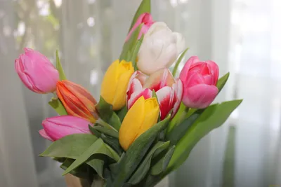 Скачать обои цветы, widescreen, обои, тюльпан, весна, тюльпаны, wallpaper,  широкоформатные, раздел цветы в разрешении 2560x1600
