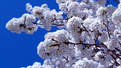 Фон рабочего стола где видно подснежники белые, весна, цветы, обои для  рабочего стола, white snowdrops, spring, flowers, wallpaper