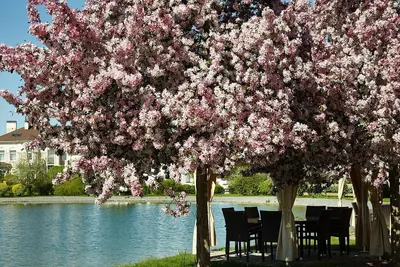 Фотообои Цветущие деревья весной купить на стену • Эко Обои