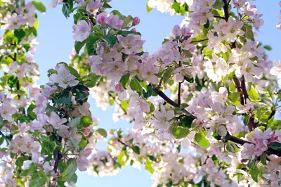Весенние цветущие деревья (73 фото) - 73 фото