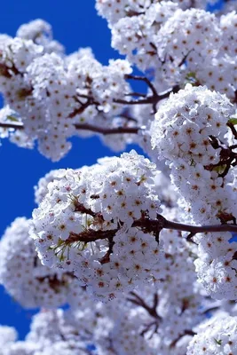 Фото США Brooklyn Botanic Garden Весна Природа Сады Цветущие деревья