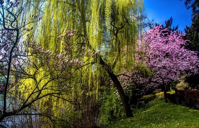 Больше 200 000 бесплатных фотографий на тему «Цветущие Деревья» и «»Природа  - Pixabay