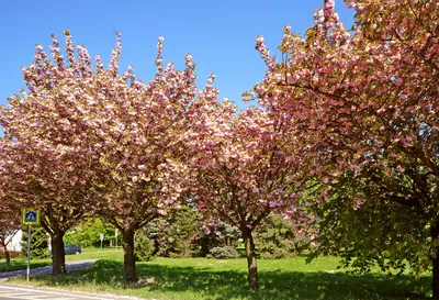 Весеннее цветение деревьев (38 фото) - 38 фото