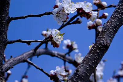 цветущие деревья яблочных цветов в саду весной Стоковое Изображение -  изображение насчитывающей пинк, рост: 246815737