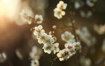 Весна цветущие деревья, пушистые …» — создано в Шедевруме
