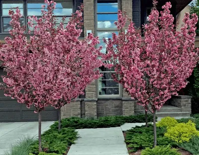 Цветущие Деревья Apple Весна - Бесплатное фото на Pixabay - Pixabay