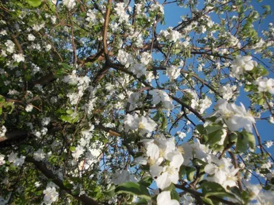 Весна, цветущие деревья, город, люди…» — создано в Шедевруме