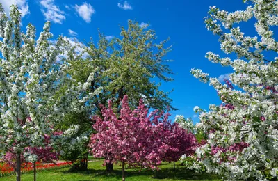 весна весенняя | Цветущие деревья, Цветы, Фотографии