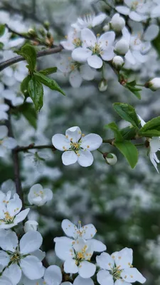 весенние цветущие деревья. белые цветы. Стоковое Фото - изображение  насчитывающей рост, лужайка: 216272252