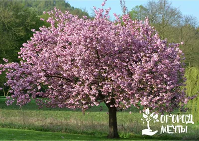 Цветущие деревья весной фотография Stock | Adobe Stock