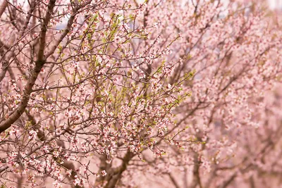 Цветущие плодовые деревья (57 фото) - 57 фото