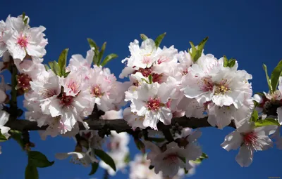 Цветущие Деревья Весна Цветы - Бесплатное фото на Pixabay - Pixabay