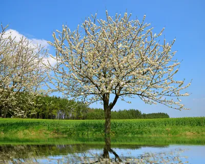 Красивые цветущие деревья весной - 70 фото
