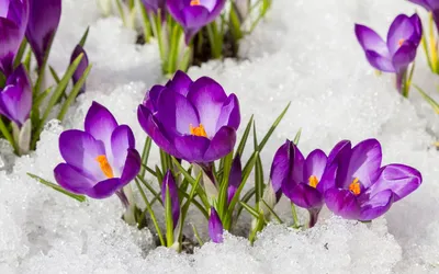 Цветы, тюльпаны, светло, весна, весенние обои, солнце, луч… | Flickr