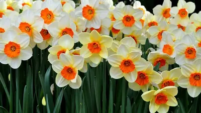 Скачать обои весенние, цветы, пинк, букет, тюльпаны разрешение 5472x3648  #130749
