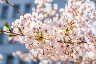 картинки : Hanyang University, Корея, Сеул, весна, весенние цветы, Цветение  вишни, flower trees, филиал, лепесток, дневное время, организм, Ветка,  Colorfulness, белый, цвести, цветущее растение, ботаника, Крупным планом,  пыльца, Дикий цветок ...