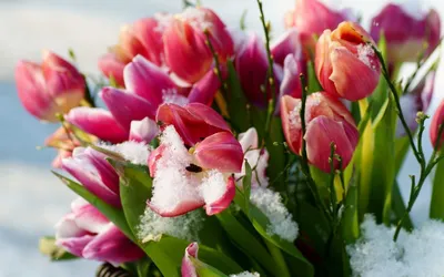Красивые весенние цветы, расцветающие в солнечный теплый день, цветут в  городе с цветком Стоковое Фото - изображение насчитывающей завод, макрос:  158453472