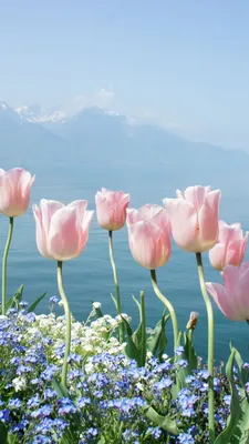 Обои на рабочий стол Розовые весенние цветы на ветках дерева сакуры на фоне  голубого неба, обои для рабочего стола, скачать обои, обои бесплатно