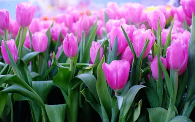 Обои тюльпан, 4k, HD, весенние цветы, горы, tulip, 4k, HD wallpaper, spring  flowers, mountains, Природа #10151