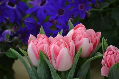 Весенний букет цветов — красивые весенние цветы. Купить яркий букет из  весенних цветов для женщины
