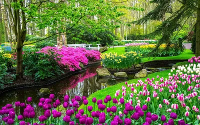 Фон рабочего стола где видно розовые тюльпаны, весенние цветы, поле цветов,  весна, праздник, pink tulips, spring flowers, field of flowers, spring,  holiday