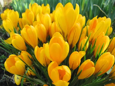 Картинки весна на заставку телефона (47 фото) • Прикольные картинки и  позитив | Цветы, Красивые цветы, Весенние цветы