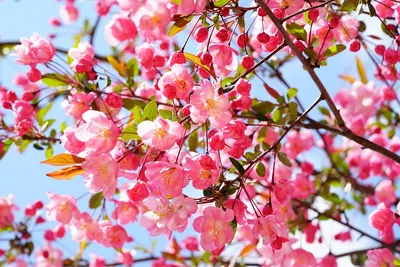 Обои на рабочий стол Розовые весенние цветы на ветках дерева сакуры на фоне  голубого неба, обои для рабочего стола, скачать обои, обои бесплатно